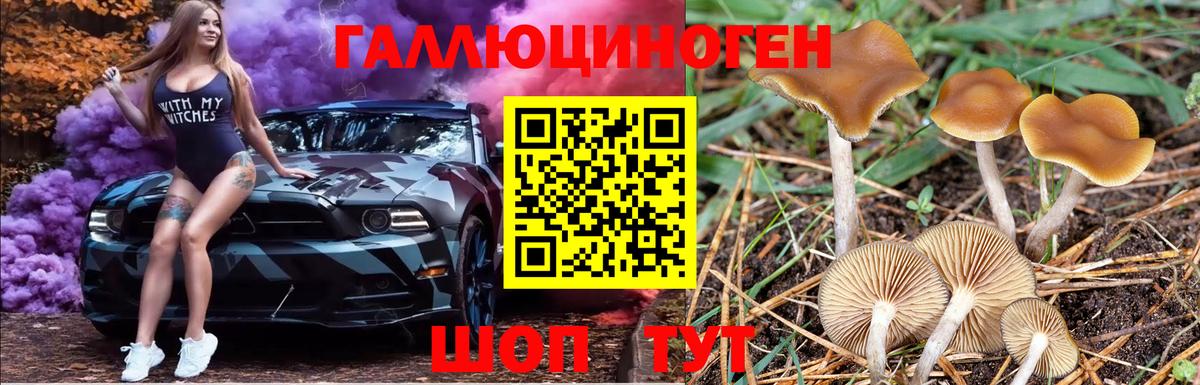 Галлюциногенные грибы Psilocybine cubensis Сорочинск